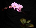 Phal. schilleriana 'Angel Orchids No. 1' (2)